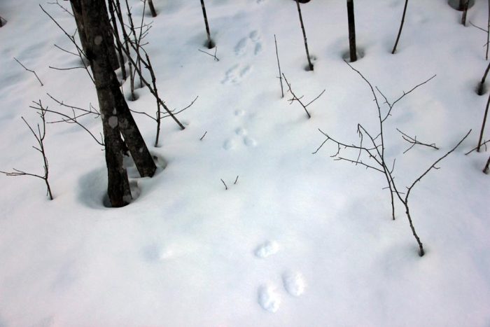 Eastern Cottontail Rabbit Tracks In The Snow During The Winter In Maine