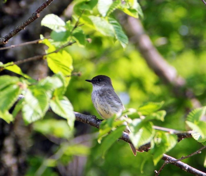 An Eastern Phoebe Perched On A Branch of A Birch Tree