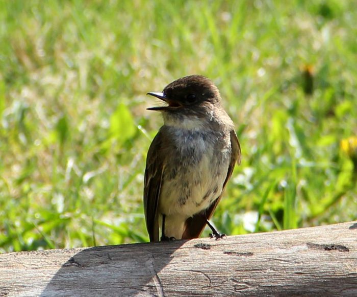 An Eastern Phoebe Perched on A Wooden Log With Grass In The Background