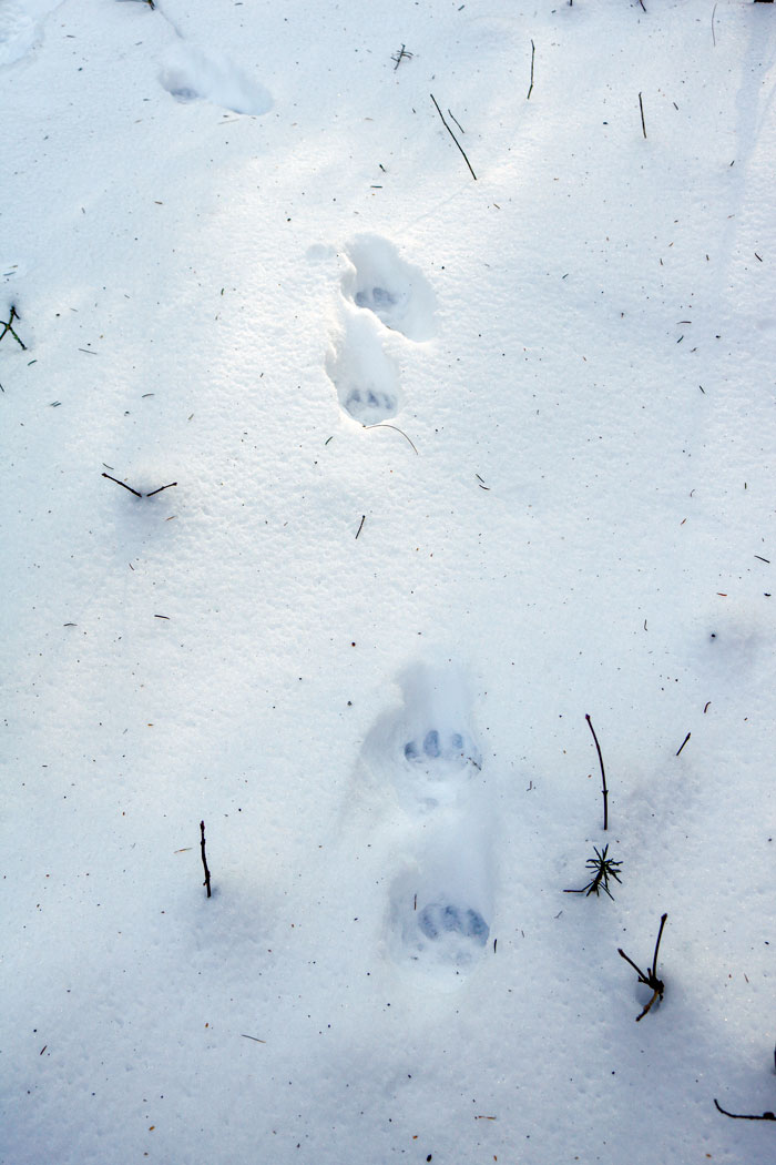 Fisher Tracks In The Snow