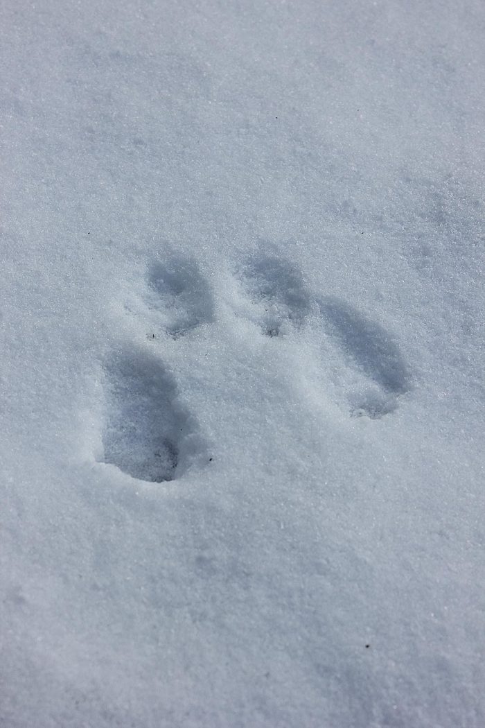 Gray Squirrel Front and Rear Paws in the Snow During the Day