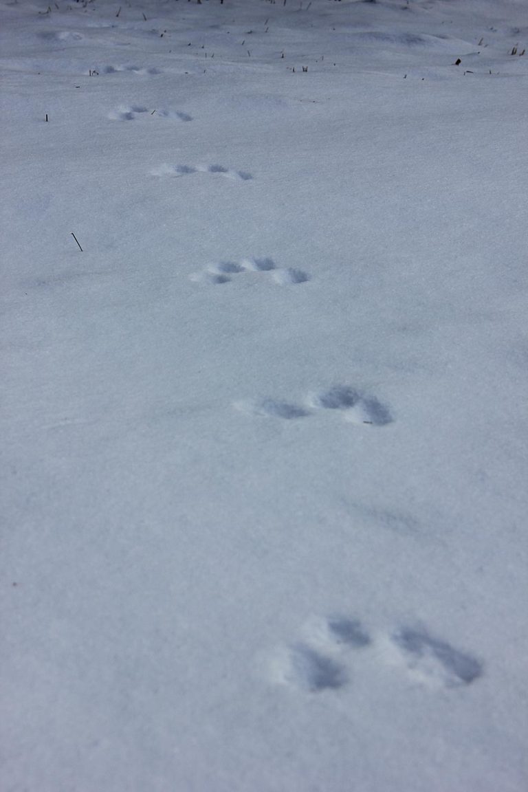 Animal Tracks in the Snow in Western Maine