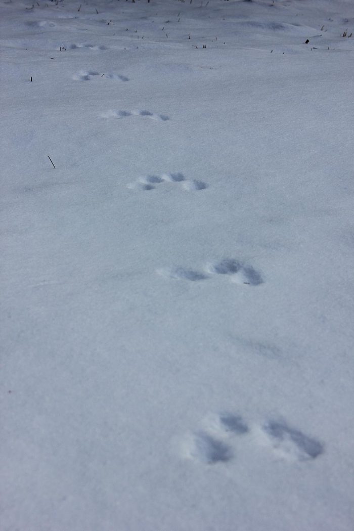 Gray Squirrel Tracks in the Snow During the Day in Maine