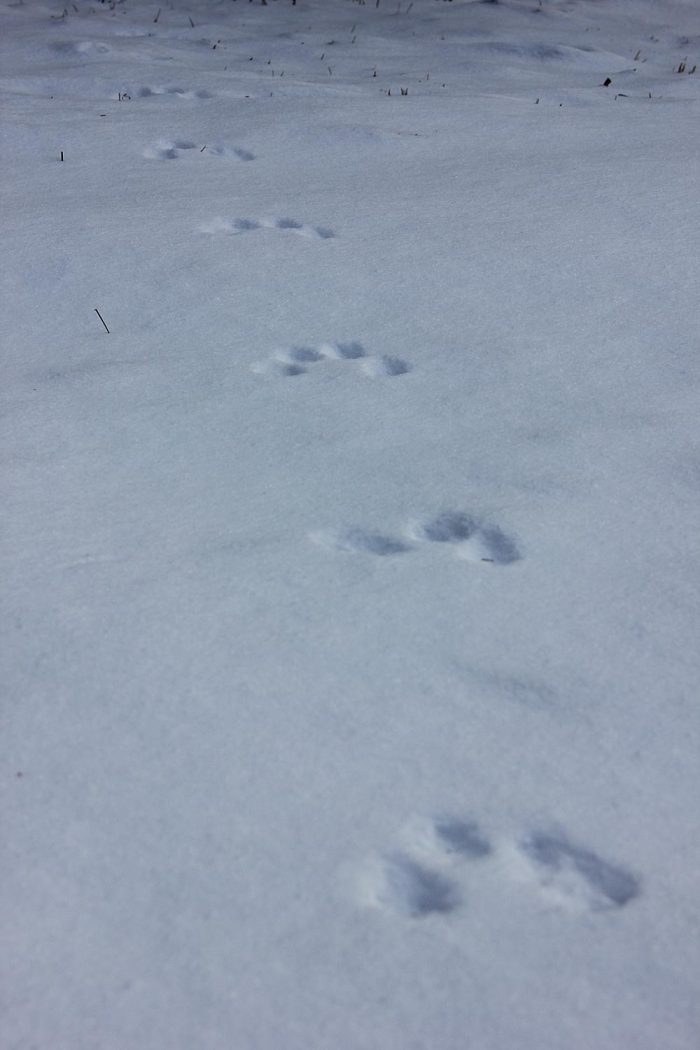 red squirrel tracks in snow