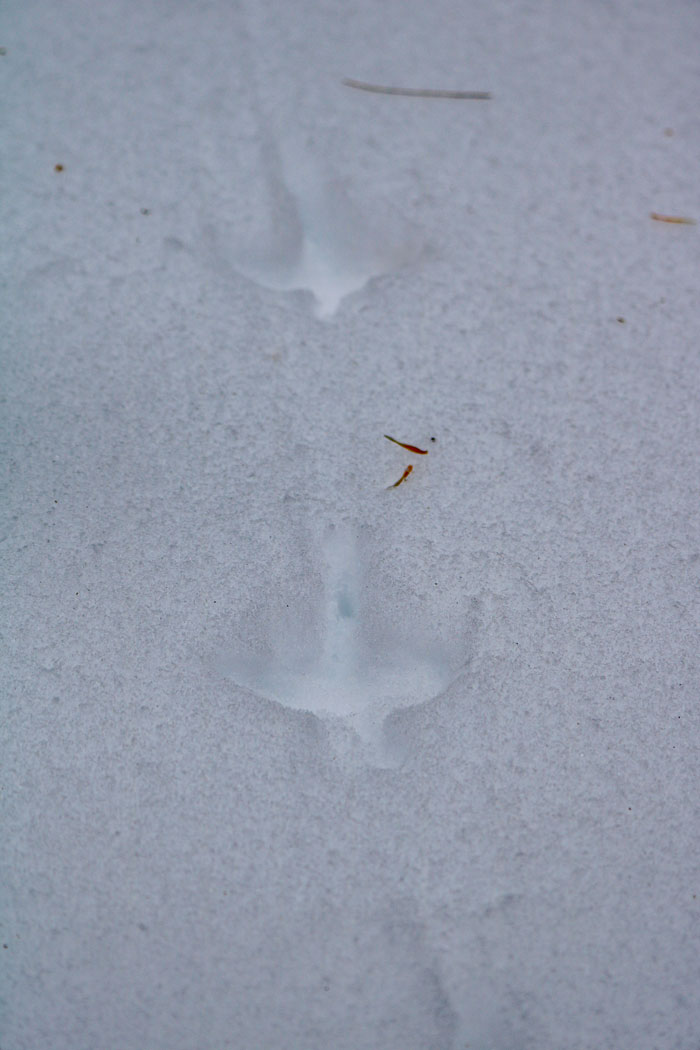 A Close Up Of Ruffed Grouse Tracks In The Snow