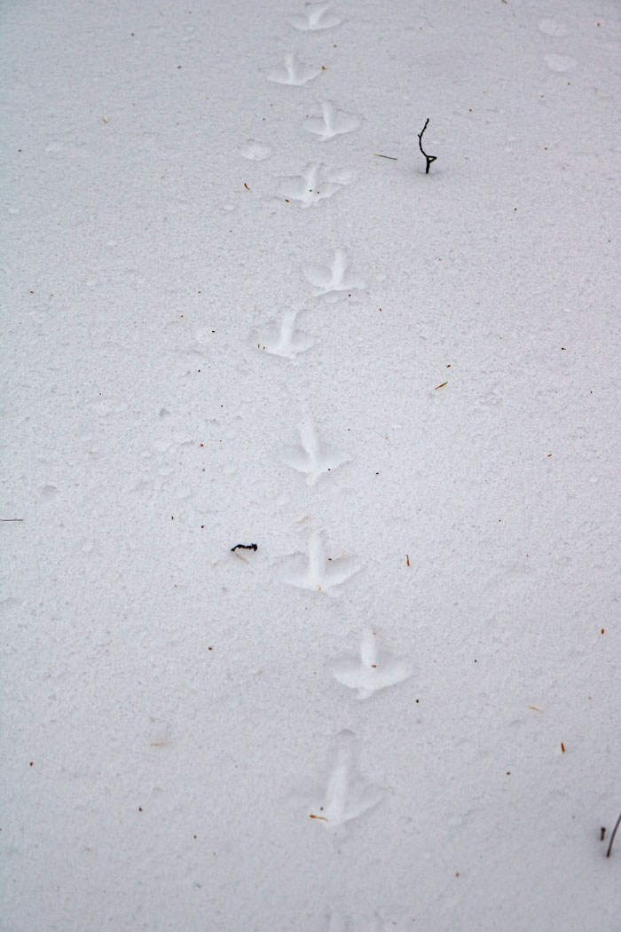 Grouse Tracks In The Snow During The Winter