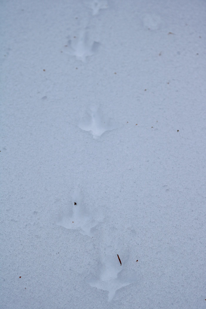 Grouse Tracks