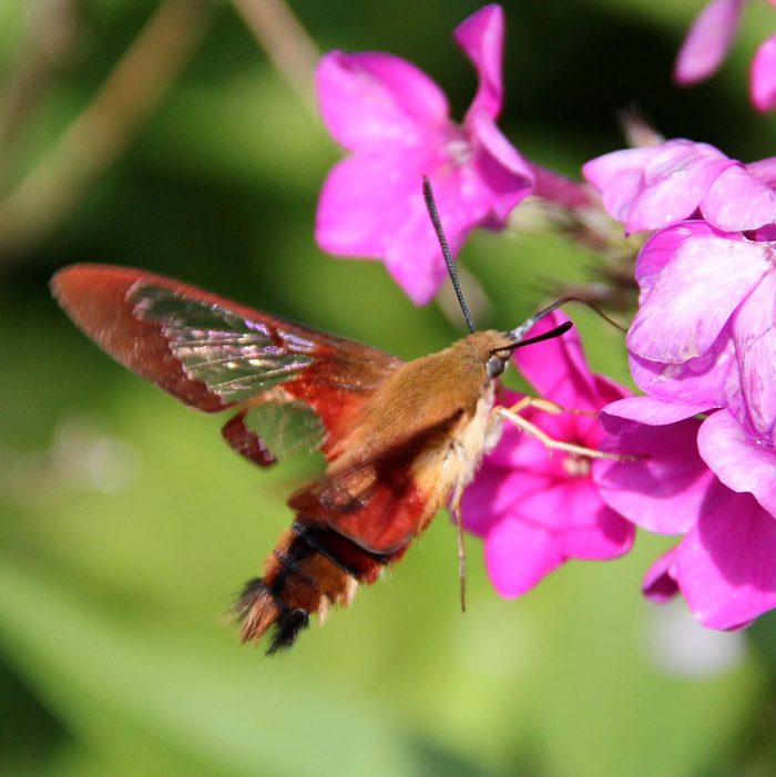 A Hummingbird Moth Visiting Phlox Garden Plants in Western Maine