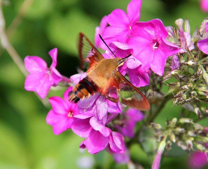 Hummingbird Hawk Moth Feeding on Nectar of Pink Phlox Flowers