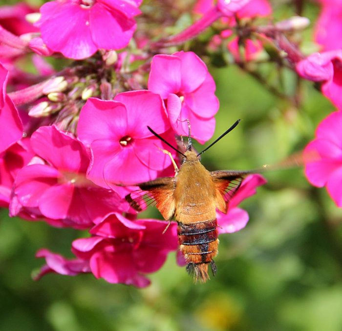 Hummingbird Moth Feeding on Nectar of Phlox Plants