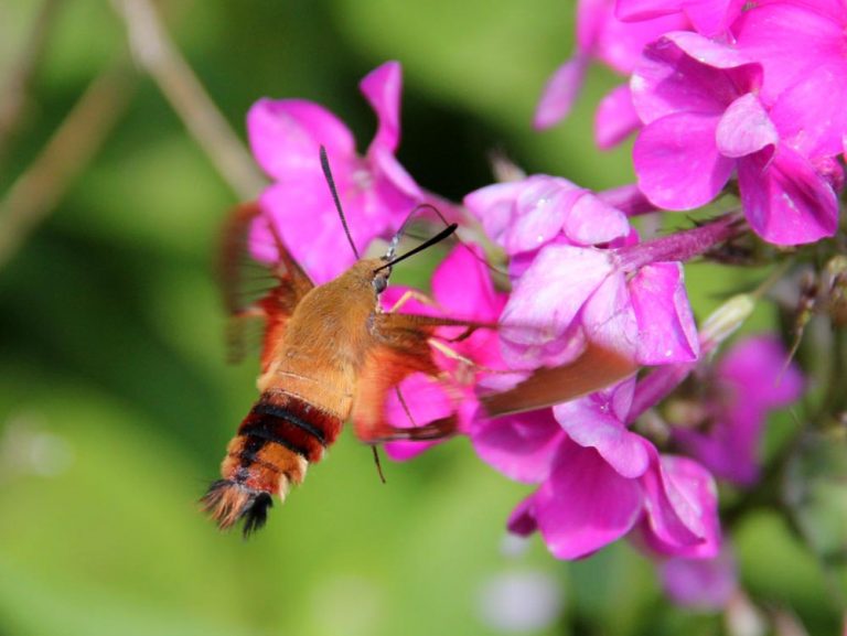 A Hummingbird Moth Visiting Phlox Garden Plants in Western Maine