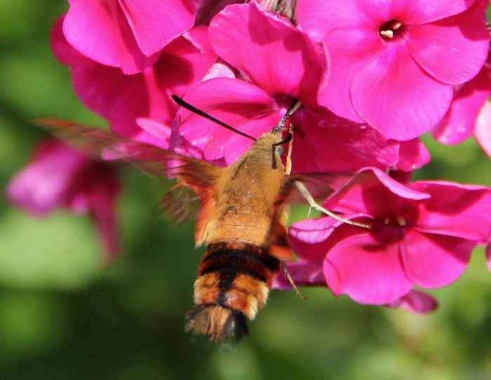 Hummingbird Moth Wings Moving While Feeding on A Phlox Flower
