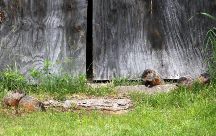 Young Groundhog Babies in Front of Shed Door