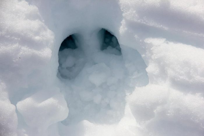 A Moose Ungulate Print In The Snow During The Winter In Maine