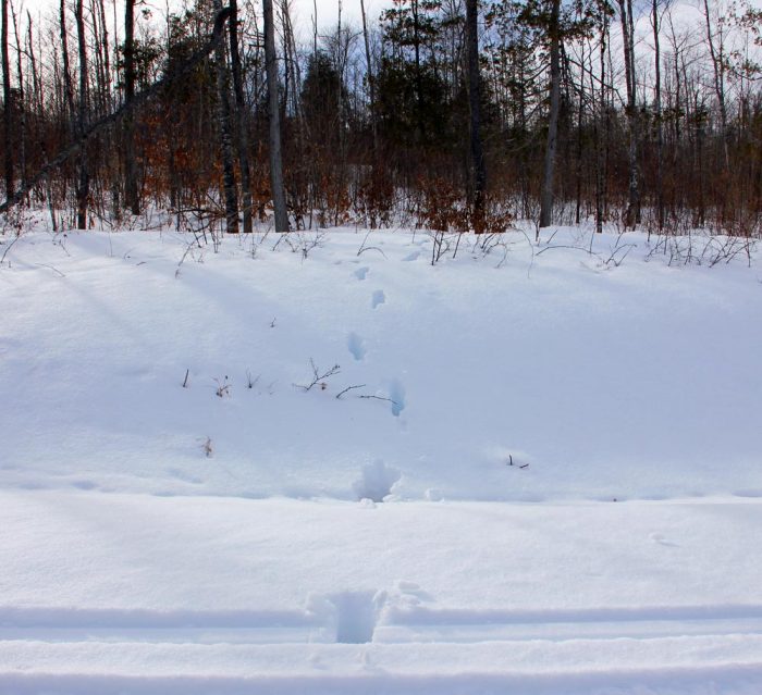 Moose Tracks In The Snow Of A Snow Mobile Trail In Western Maine During The Winter