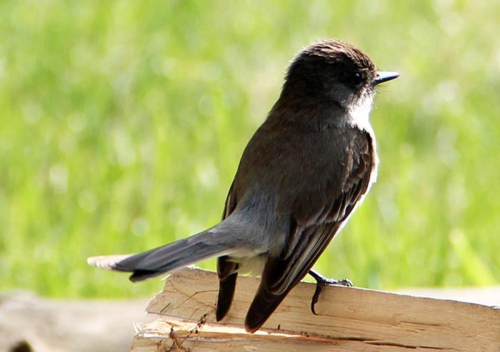 An Eastern Phoebe Perched On A Piece of Wood With Back To The Camera