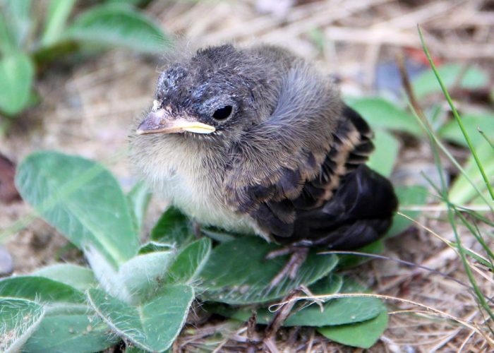 An Eastern Phoebe Fledgling Fresh Out of The Nest Perched In The Grass