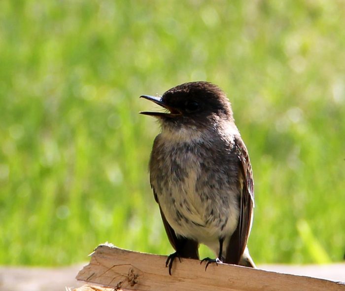 An Eastern Phoebe Perched on A Piece of Cut Wood