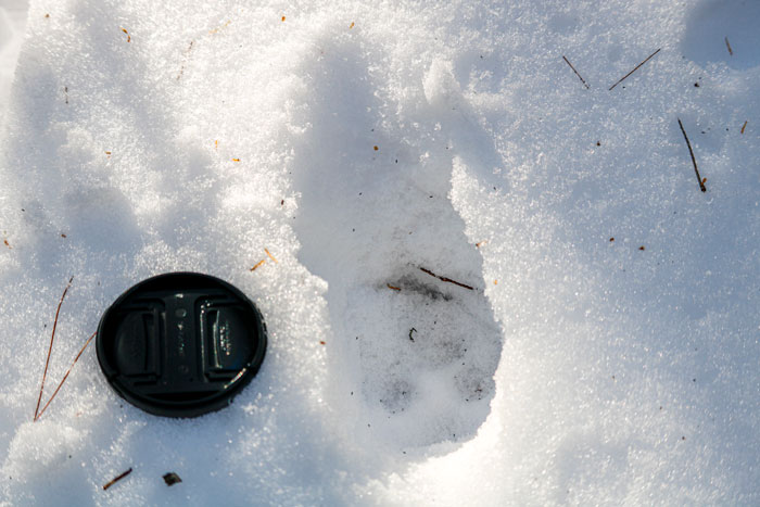 Bobcat Print To Scale