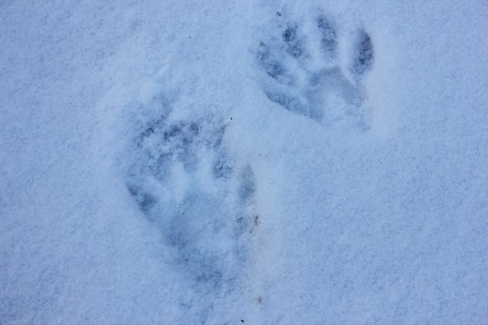 Raccoon Tracks in the Snow