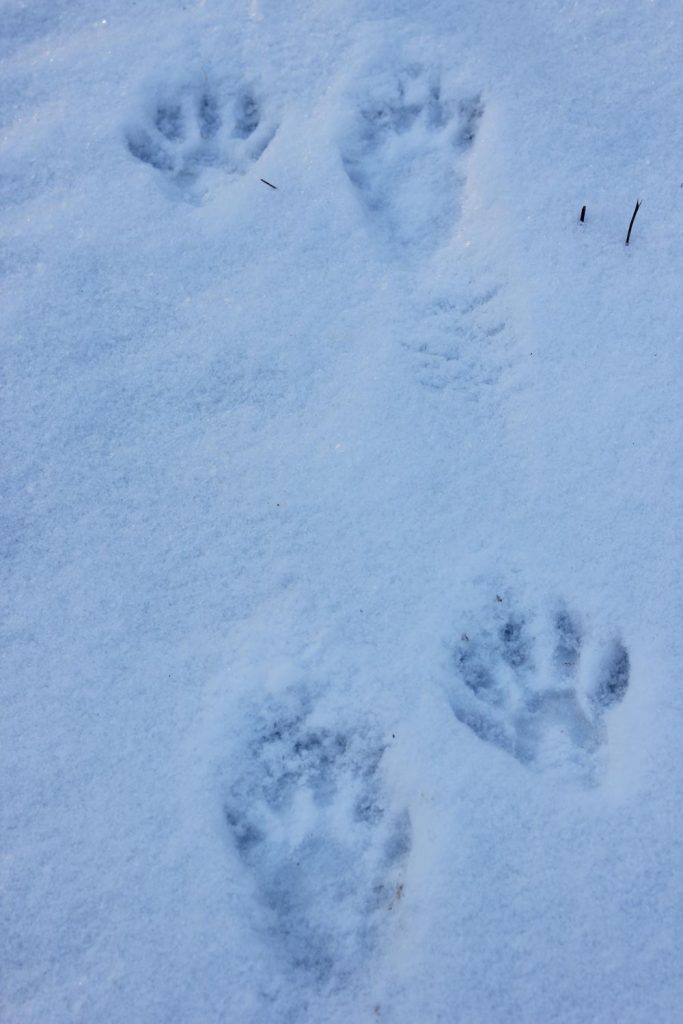 Animal Tracks in the Snow in Western Maine