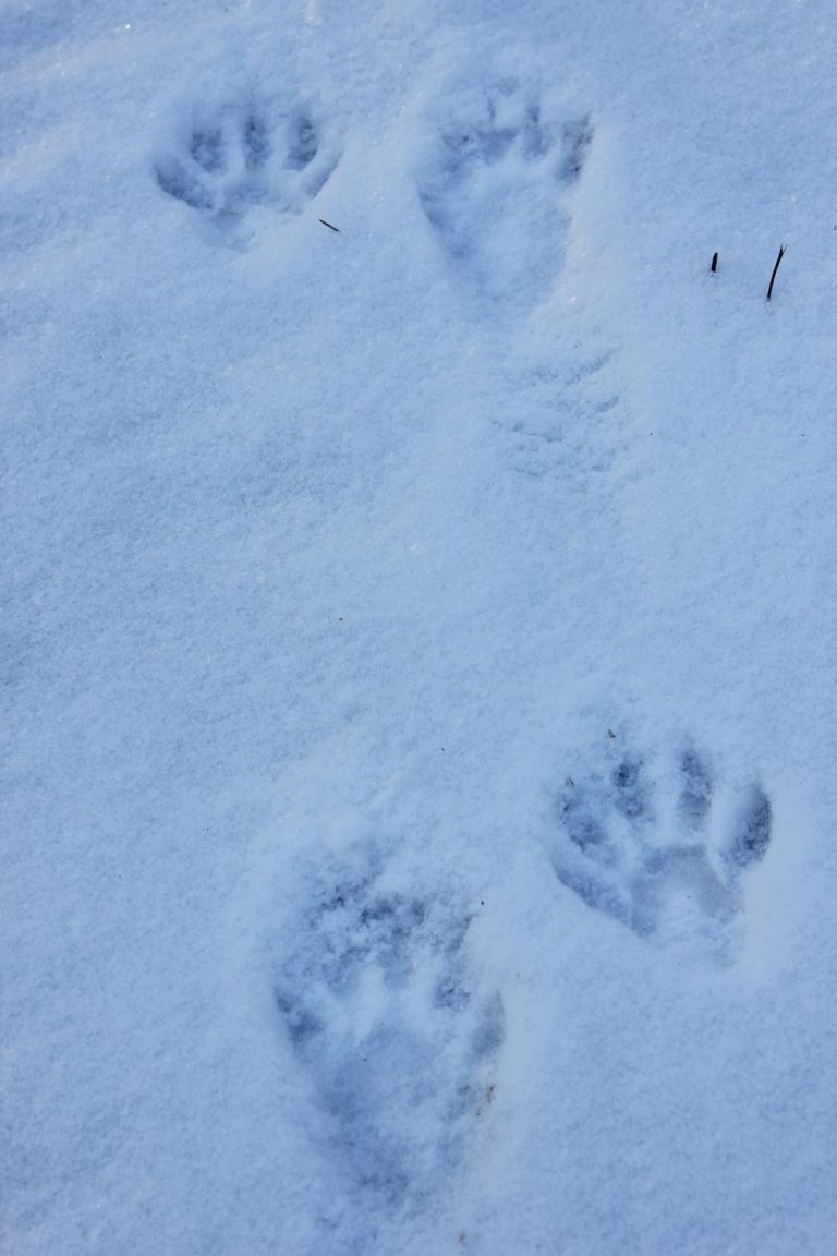 Не было видно следов. Следы животных. Следы животных на земле. Следы зверей на снегу. Отпечатки следов диких животных на снегу.