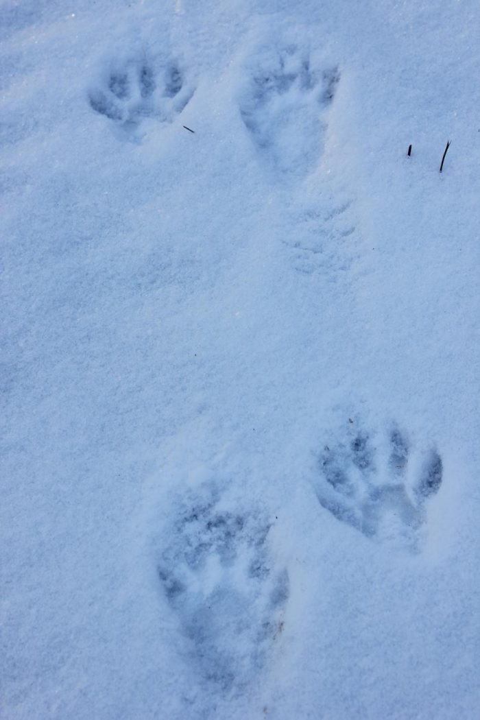 All Four Raccoon Paw Tracks in the Snow