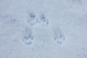 Animal Tracks in the Snow in Western Maine