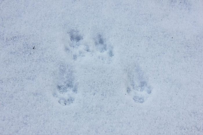 Front and Rear Red Squirrel Tracks in the Snow