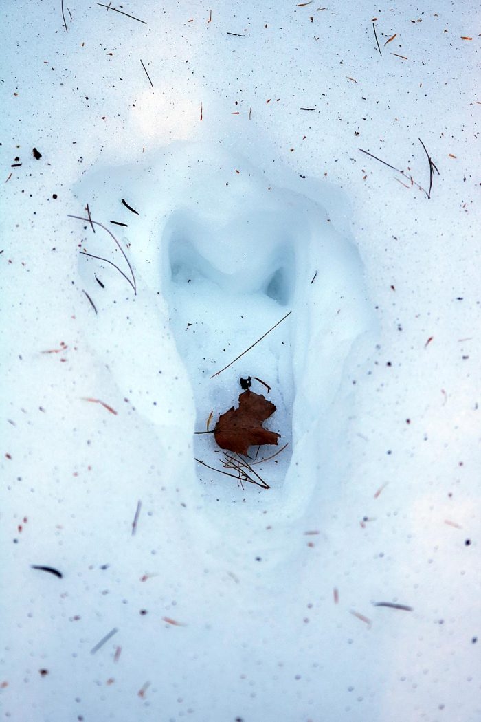 A Single Moose Print In The Snow In Western Maine During The Winter