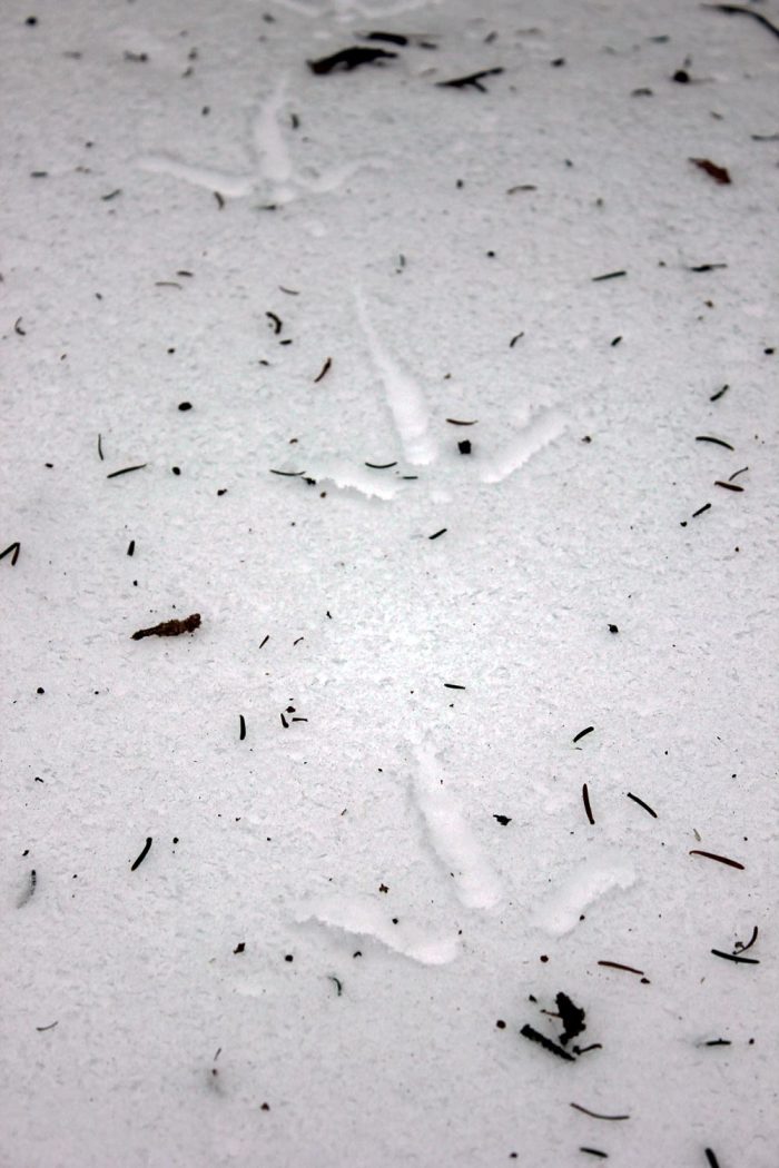 Turkey Tracks In Snow In Maine During The Winter