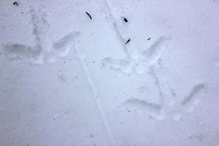 Multiple Wild Turkey Tracks in the Snow During the Day
