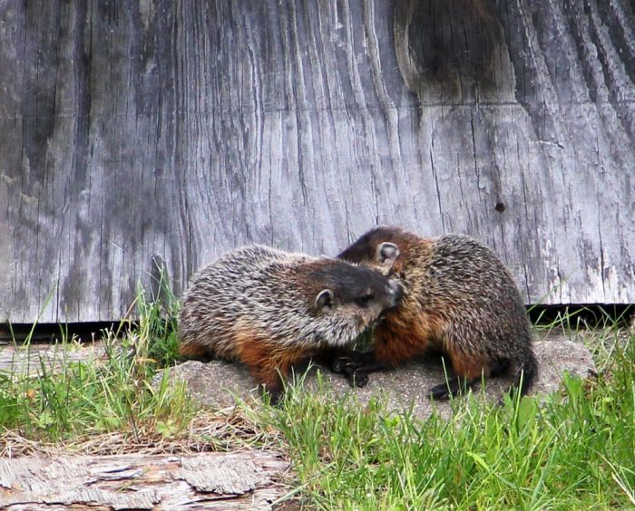 Woodchuck Siblings Playing in the Grass in Front of Wooden Shed Door