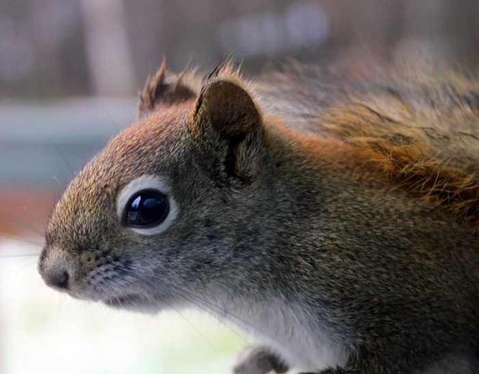 An American Red Squirrel Mammal In Western Maine