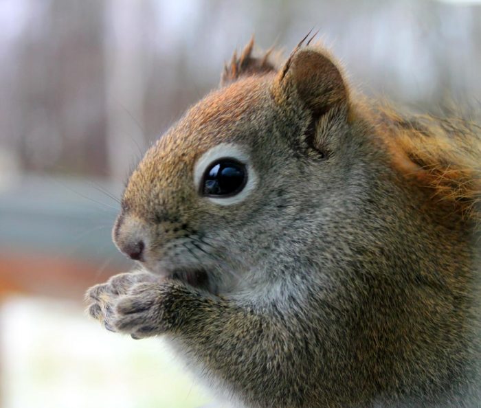 An American Red Squirrel In Maine