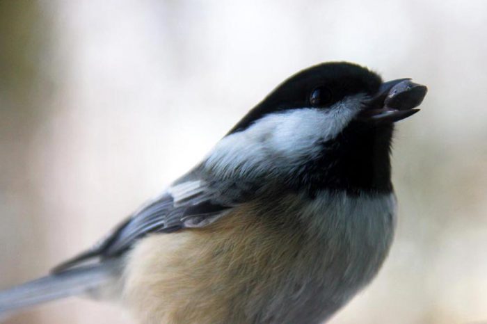A Black-capped Chickadee With A Seed In Its Mouth