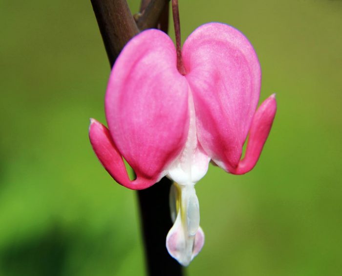 A Single Bleeding Heart Flower Growing During The Early Summer In New England