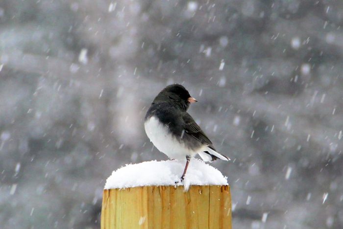 A Dark-eyed Junco Perched On A Wooden Post In The Falling Snow