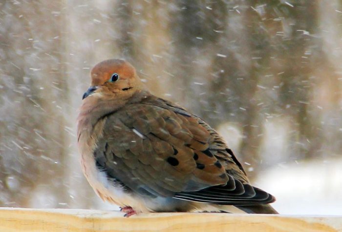 Mourning Dove Sitting On A Post In The Falling Snow In New England