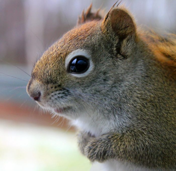 A North American Red Squirrel In Maine During The Winter Months