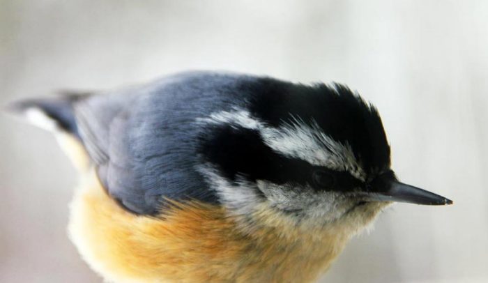 A Close-up Of A Red Breasted Nuthatch During The Winter In Maine