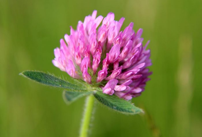 Red Clover Growing In A Field In Maine
