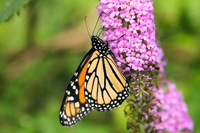 A Monarch Butterfly During The Early Spring
