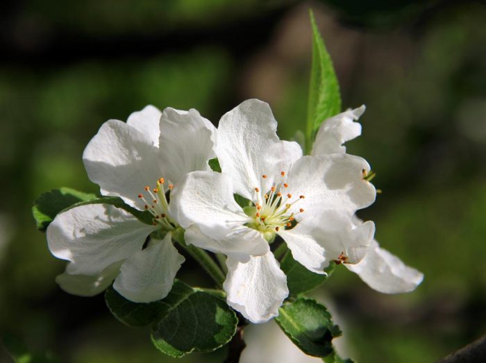 Apple Bloom During The Spring In Maine