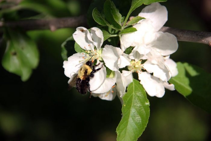 A Bee Visiting An Apple Tree During The Spring In Maine
