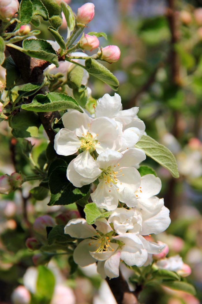 A Branch Full Of Apple Blossoms And Blooms