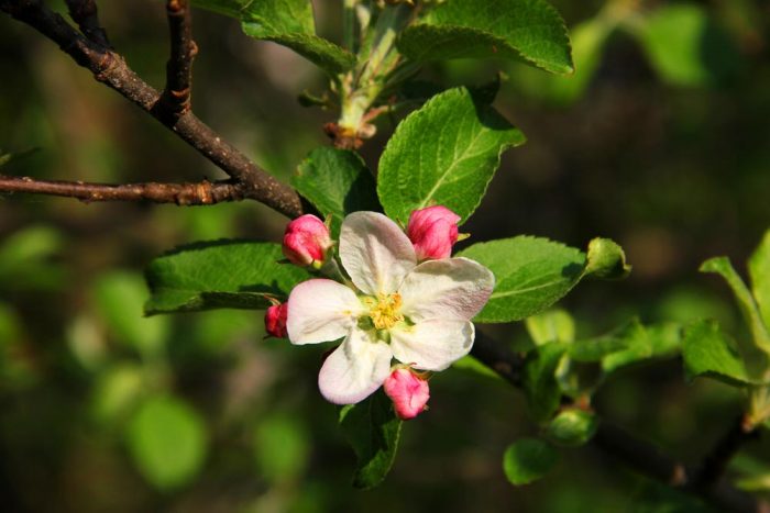 An Apple Bloom Surrounded By Pink Blossoms