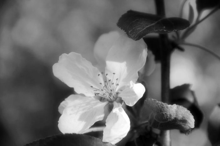 An Apple Bloom In Black And White