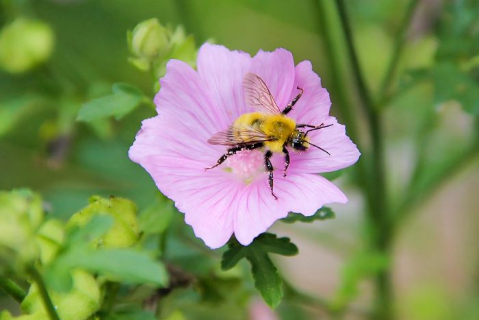 A Bumble Bee Feeding From A Pink Malva Flower