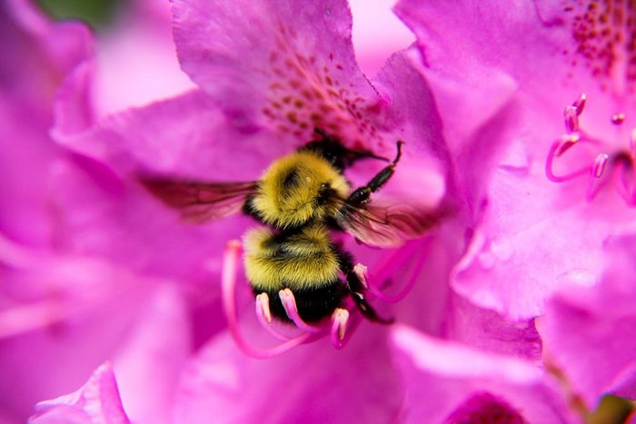 A Bumble Bee Feeding From A Rhododendron Flower